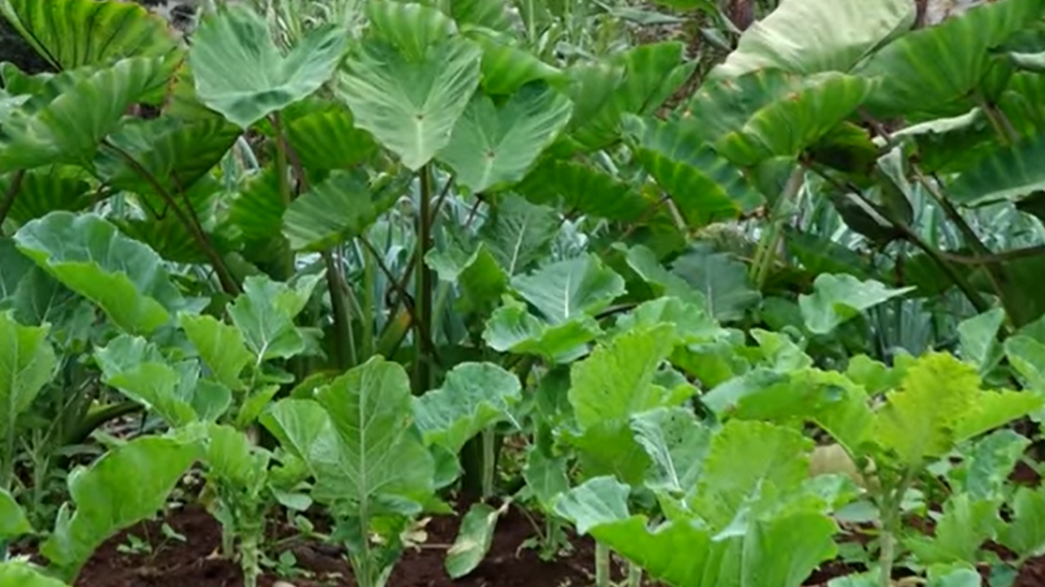 Promoting a healthy and sustainable lifestyle through a flourishing garden