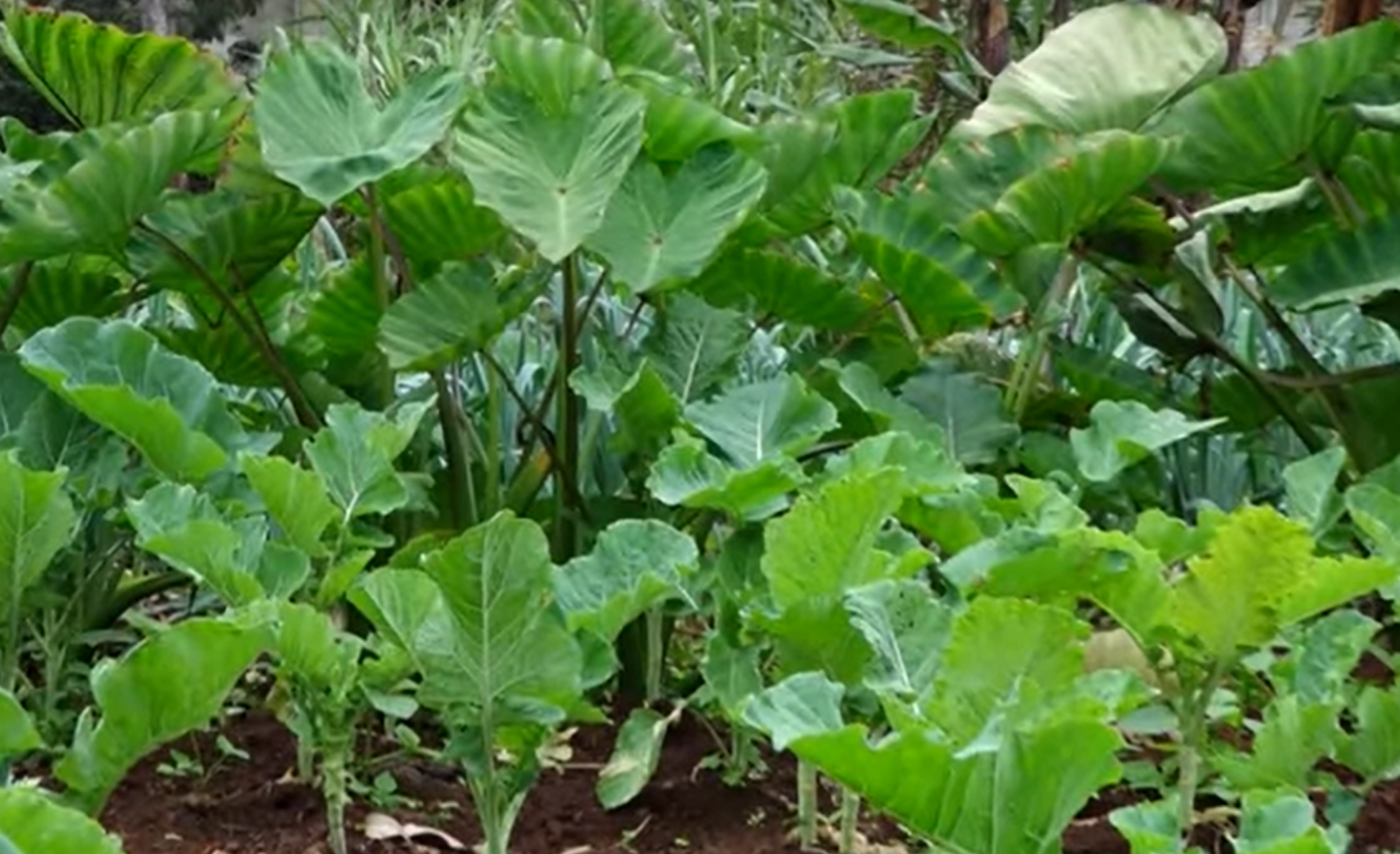 Promoting a healthy and sustainable lifestyle through a flourishing garden